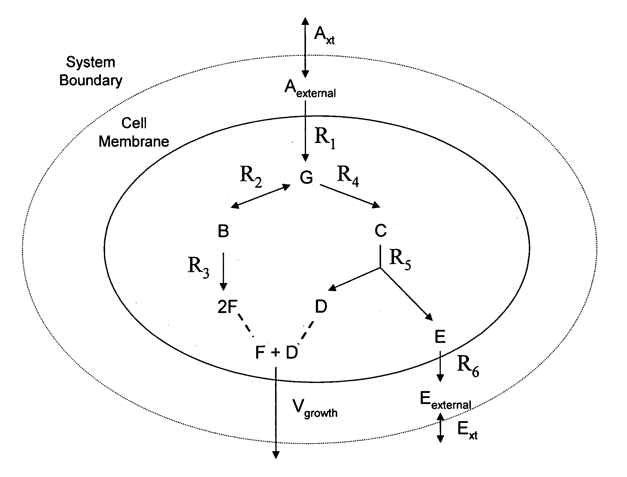 Multicellular metabolic models and methods