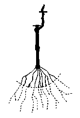 Grape planting minimum pruning method