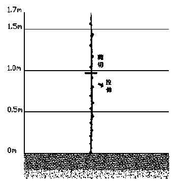 Grape planting minimum pruning method