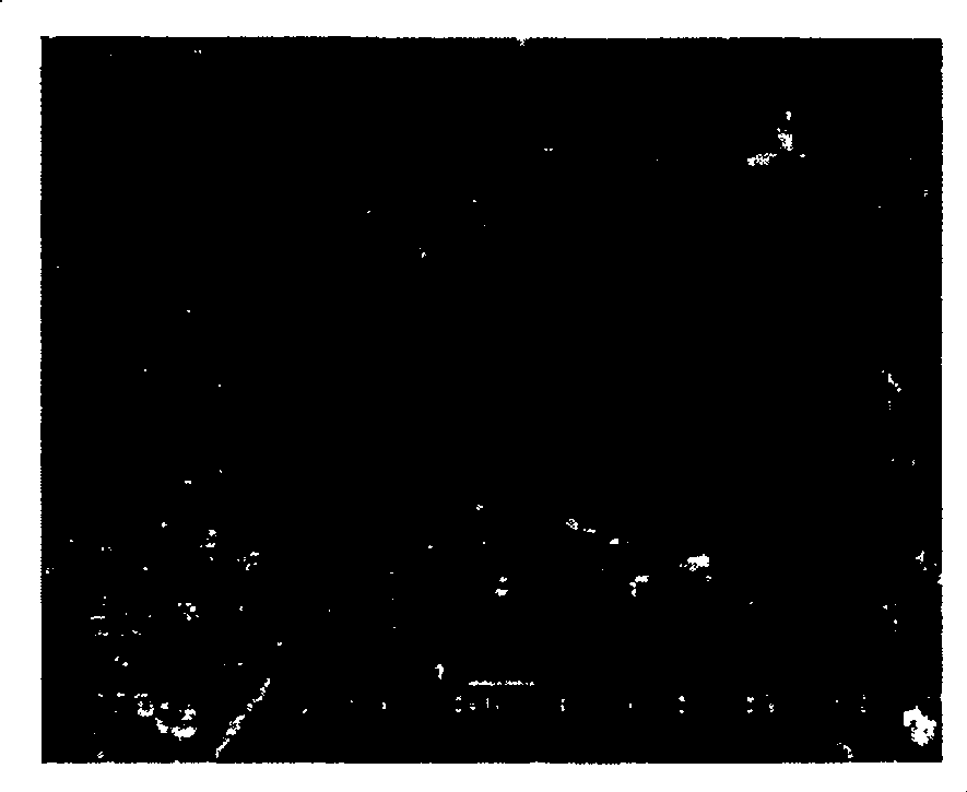 Low infrared emittance sheet-like pigment and method for preparing same