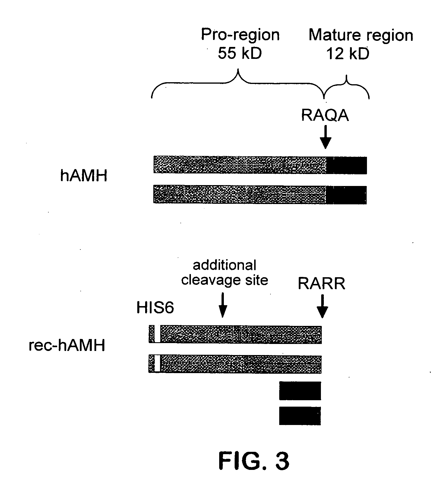 Immunological assay and antibodies for Anti-Mullerian Hormone