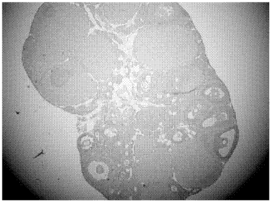 Application of nicotinic acid derivates in preparation of medicaments for promoting follicular development and maintaining ovarian functions