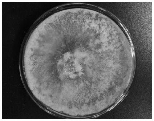 Neurospora crassa strain and application thereof