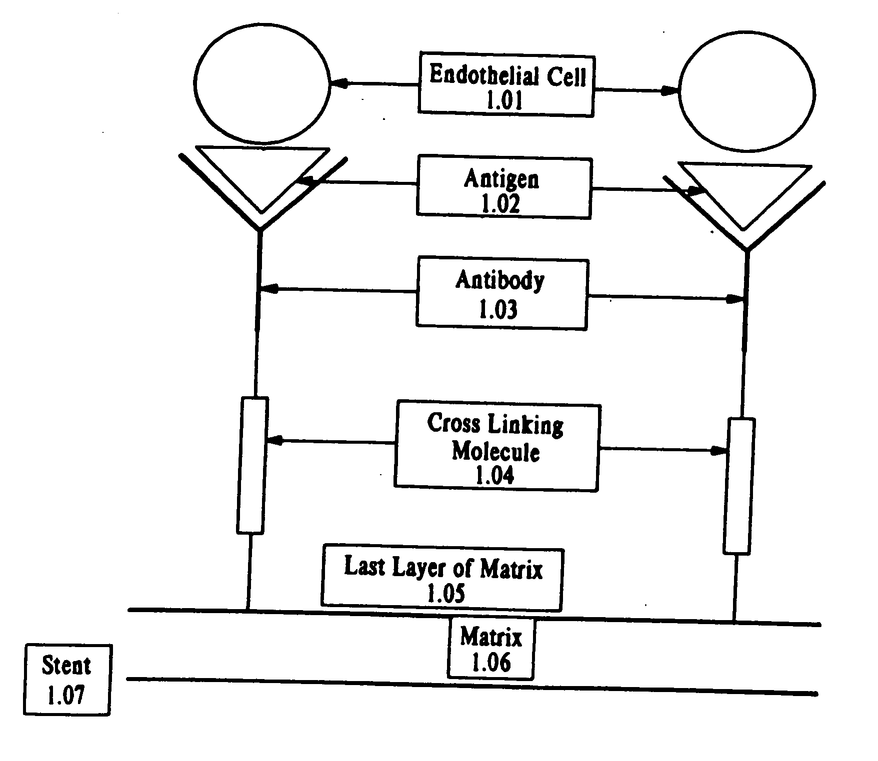 Medical device with coating that promotes endothelial cell adherence and differentiation