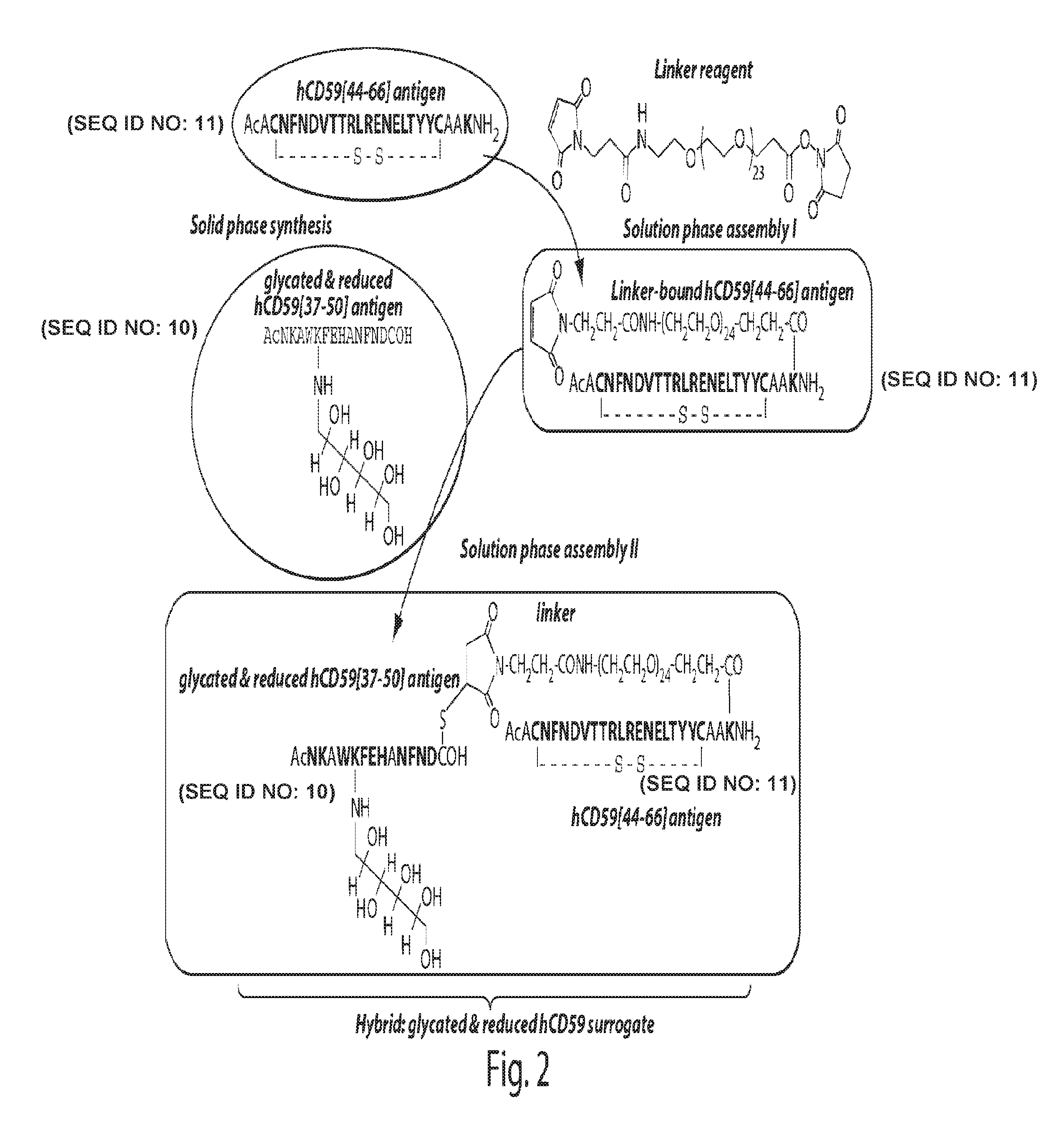 Surrogates of post-translationally modified proteins and uses thereof