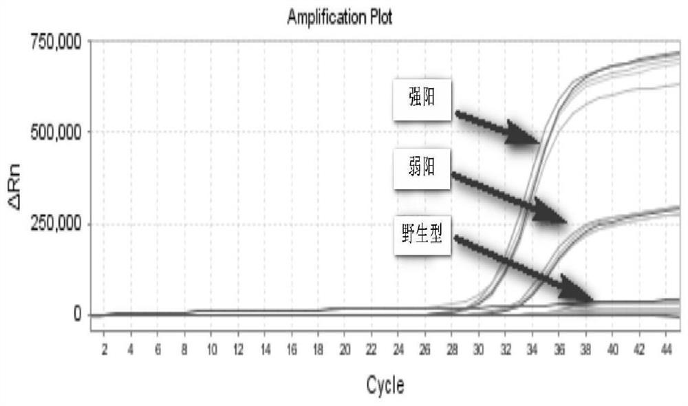 Primers for detecting mutation of human B-raf gene V600E, primer probe composition and kit