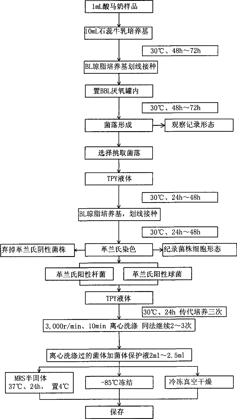 Applications of lactobacillus casei for antioxidation