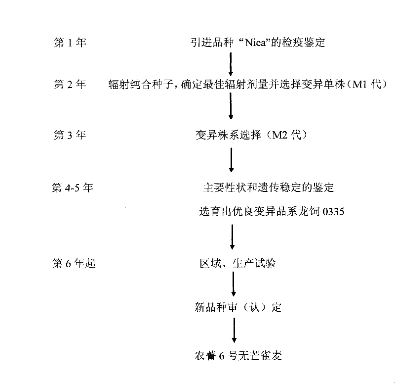 Breeding method of 60co gamma ray radiation of brome awnless