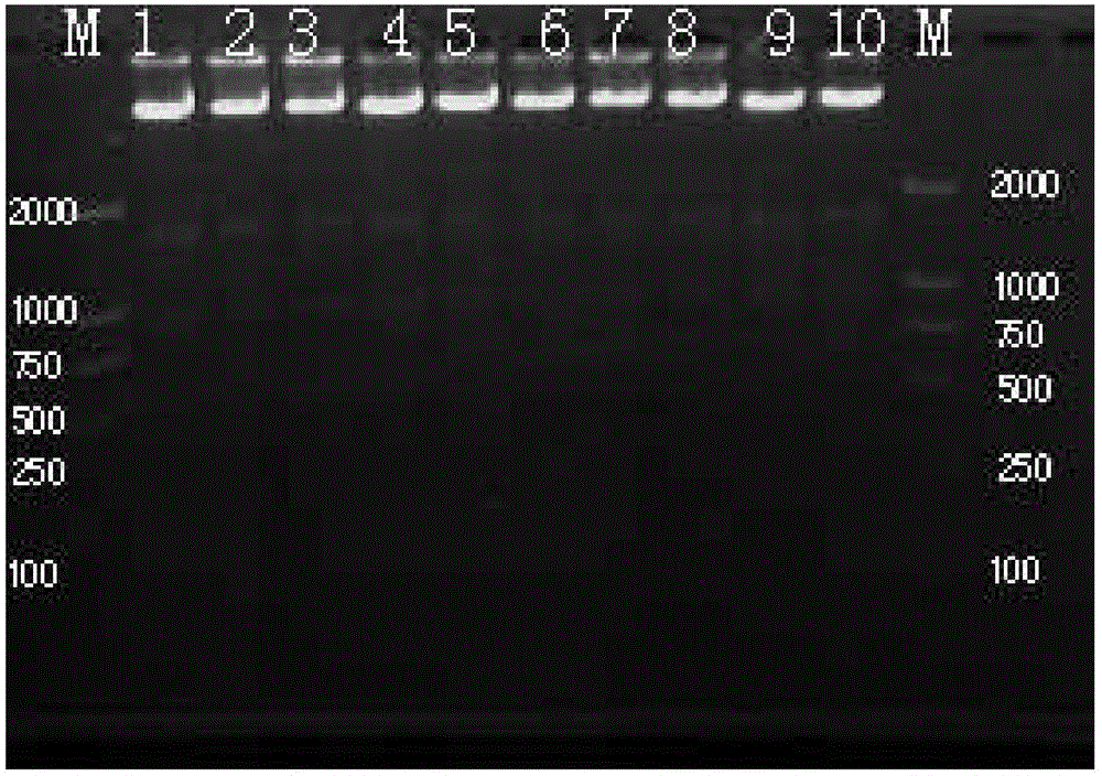 A method suitable for rapid extraction of genomic DNA from fish blood