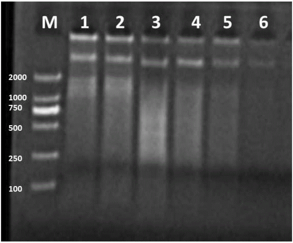 A method suitable for rapid extraction of genomic DNA from fish blood