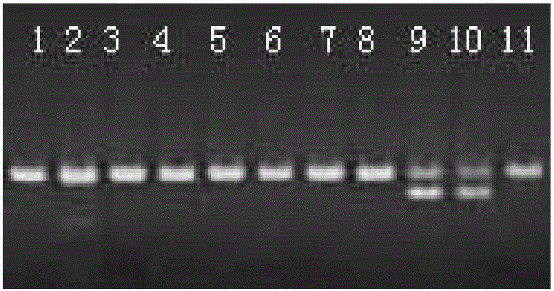 A method suitable for rapid extraction of genomic DNA from fish blood