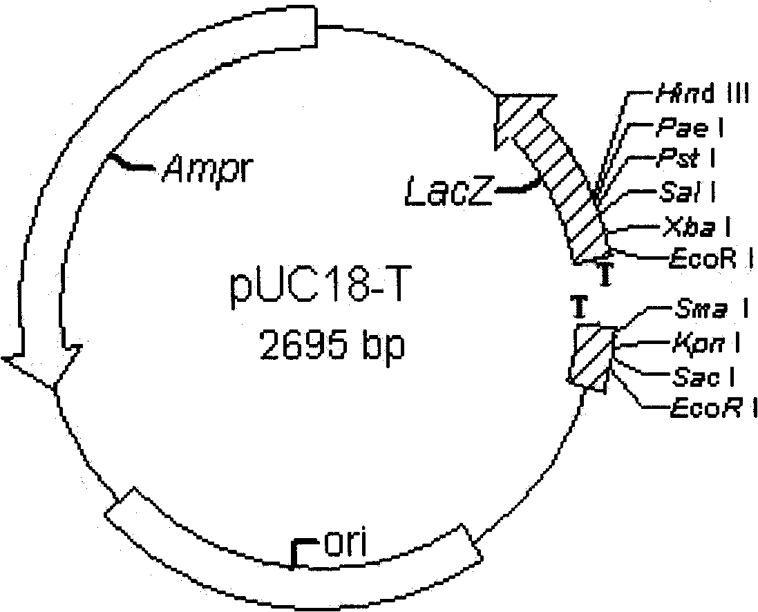 Method for high-effective construction of T-carrier based on polymerase chain reaction