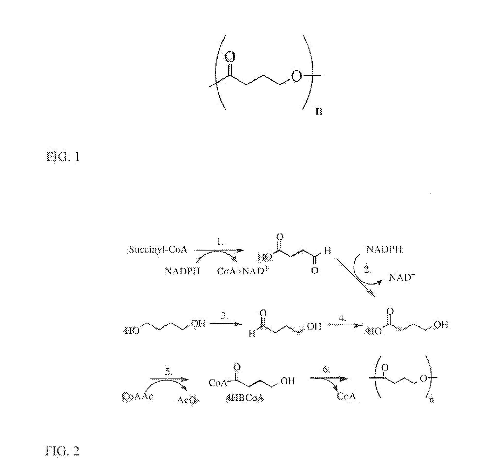 Toughened Polylactic Acid Polymers and Copolymers