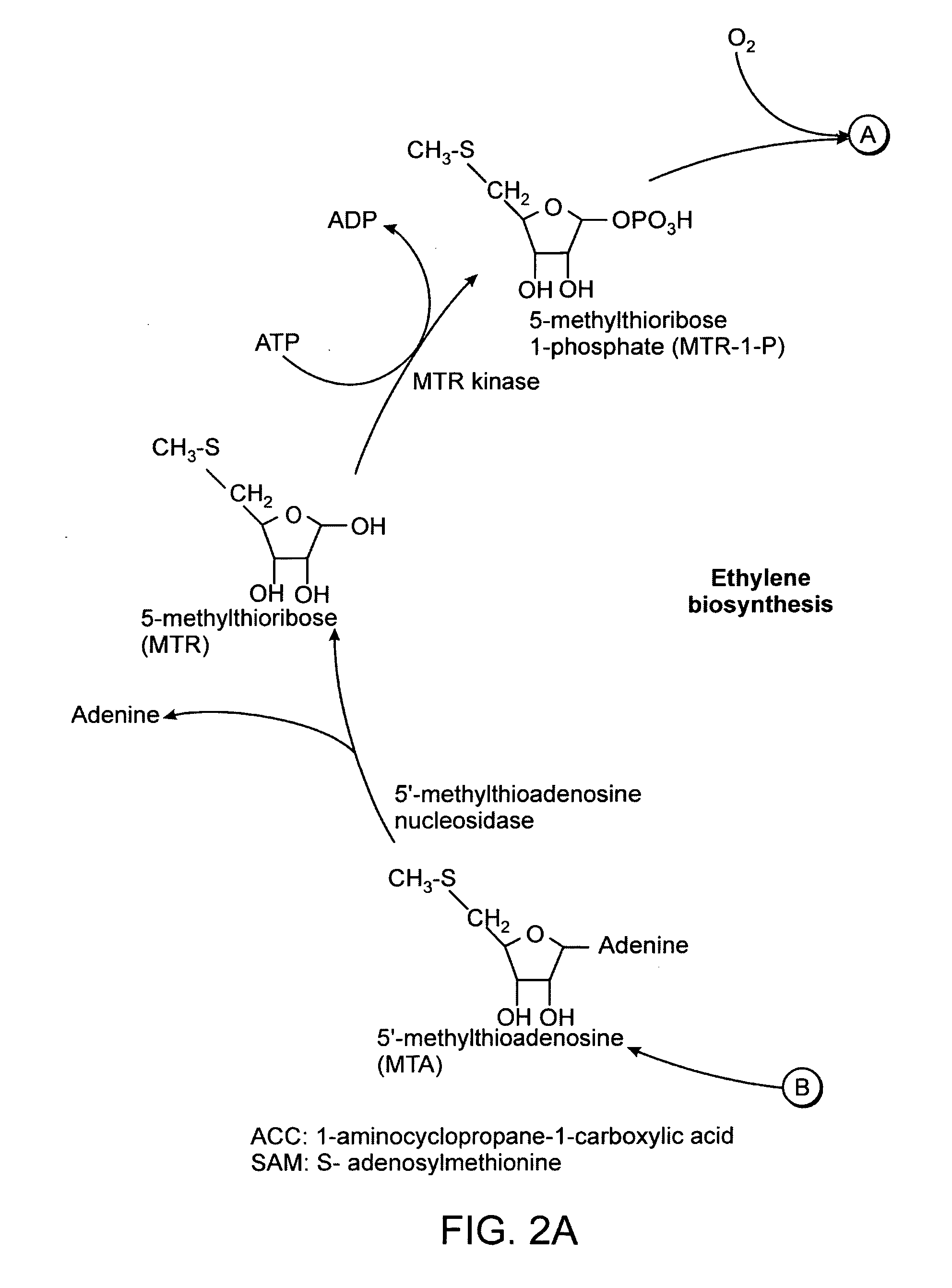 Method and composition for increasing branching and flowering response in plants