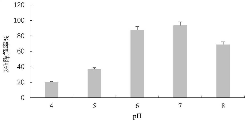 Toluene degrading strain and application thereof