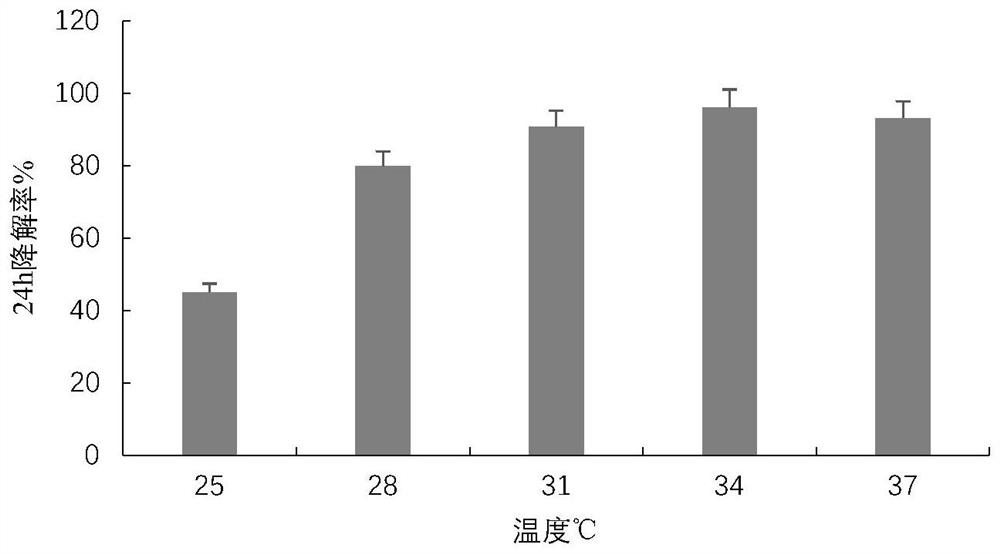 Toluene degrading strain and application thereof