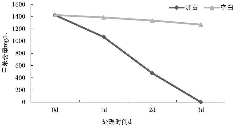 Toluene degrading strain and application thereof