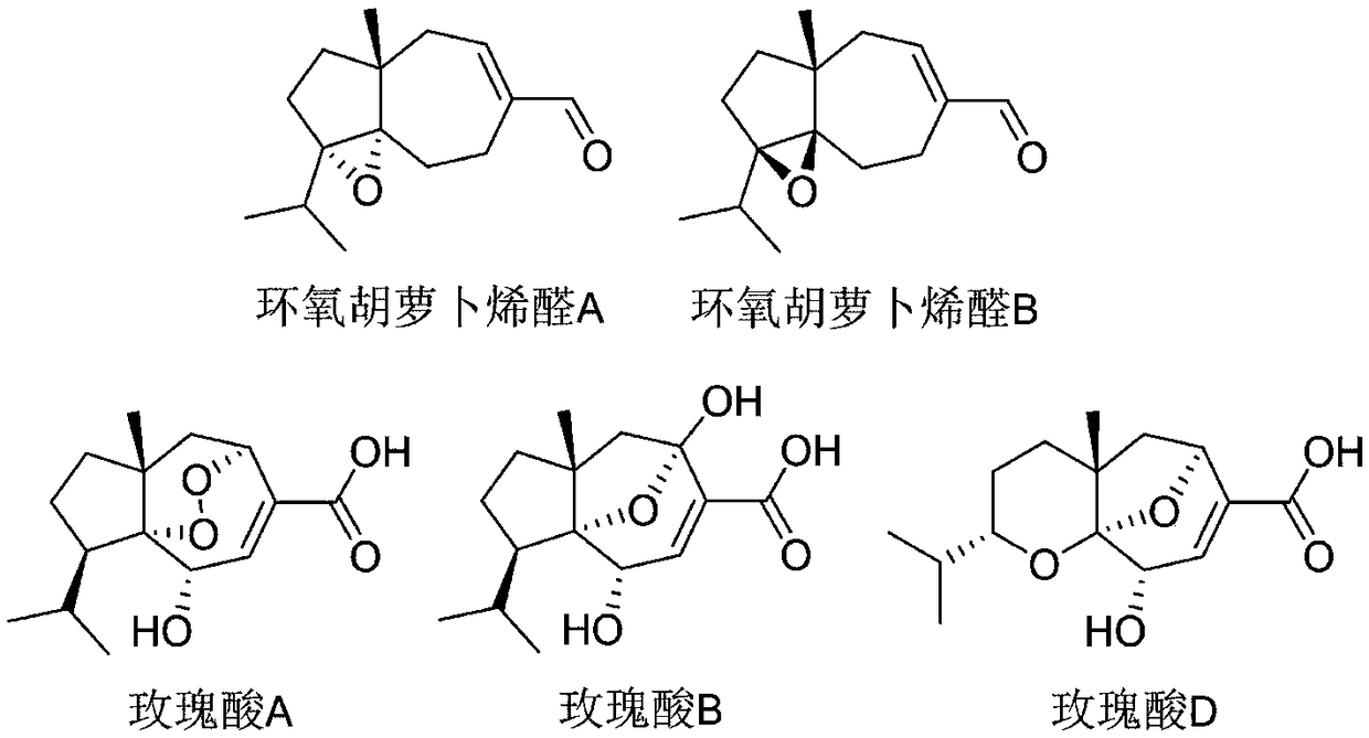 Application of rose acid A in anti-senescence of hematopoietic stem cells