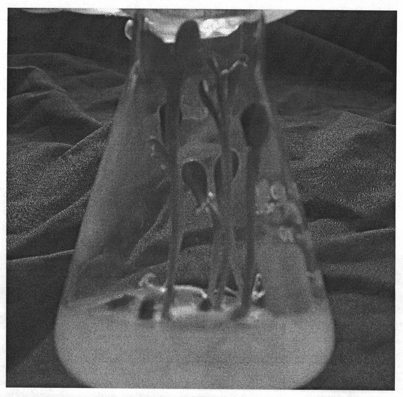 Method for tissue culture and rapid propagation of thornless safflower