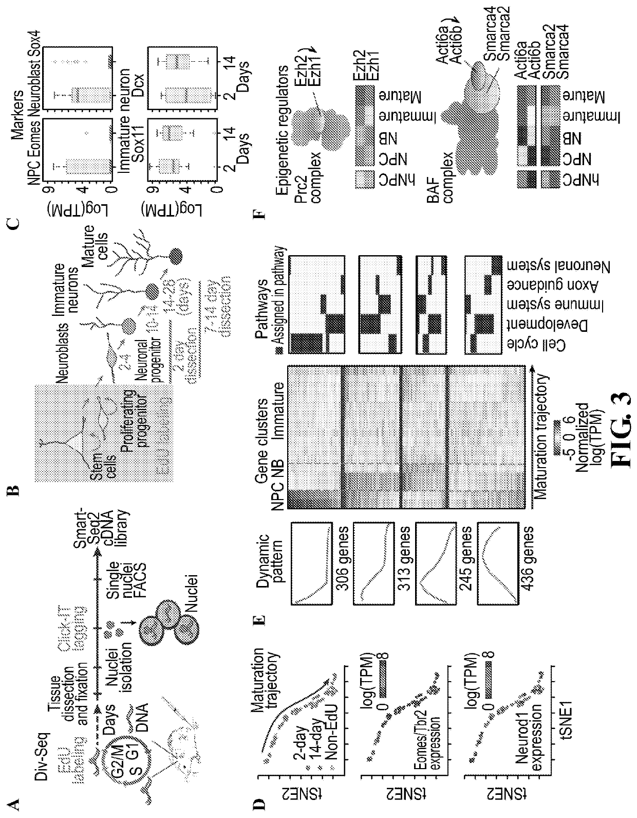 Methods for determining spatial and temporal gene expression dynamics during adult neurogenesis in single cells