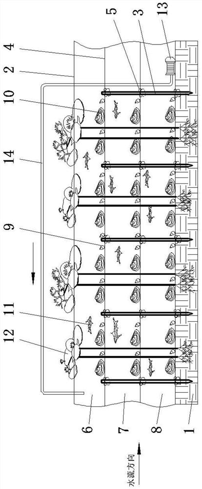 Snail, clam, fish and grass symbiotic purification system for ecological restoration of surface water