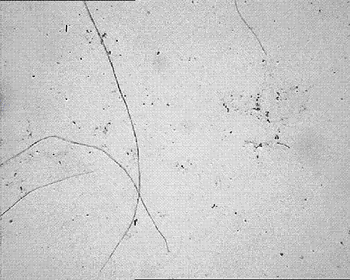 Separation method of pteroceltis tatarinowii fiber