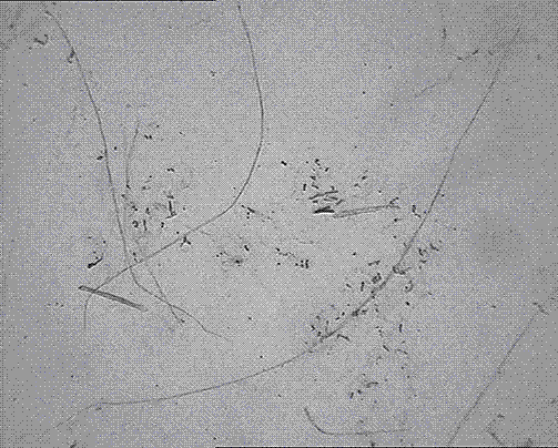 Separation method of pteroceltis tatarinowii fiber