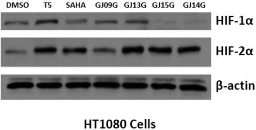 Dual inhibitor for prolyl hydroxylase and histone deacetylase, preparation method and application thereof