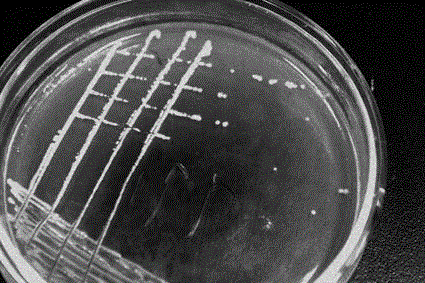 Piperazine degraded paracoccus PQ-01 and application thereof