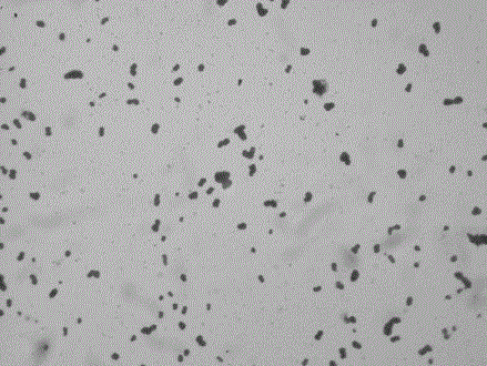 Piperazine degraded paracoccus PQ-01 and application thereof