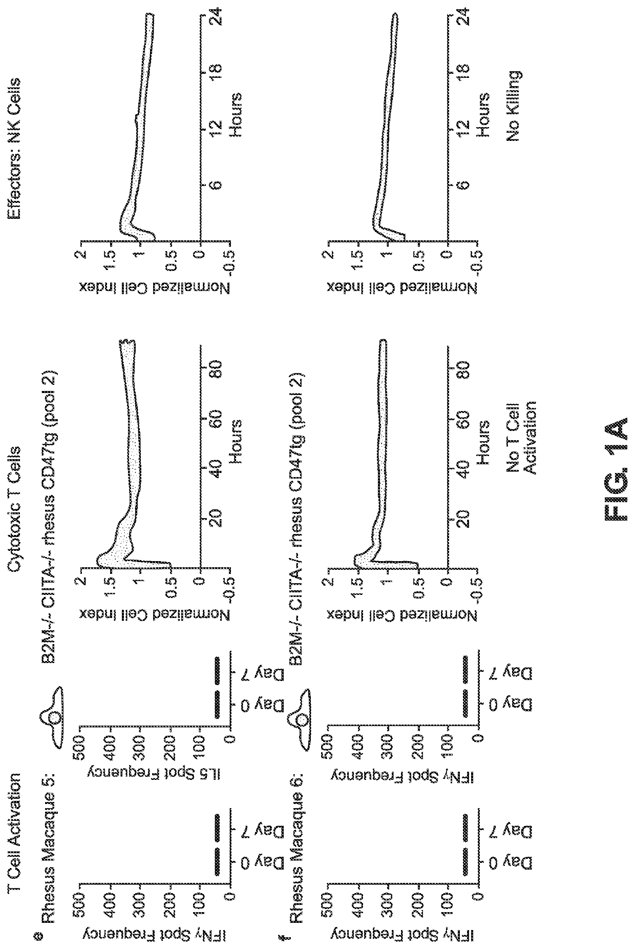 BLOOD TYPE O Rh- HYPO-IMMUNOGENIC PLURIPOTENT CELLS