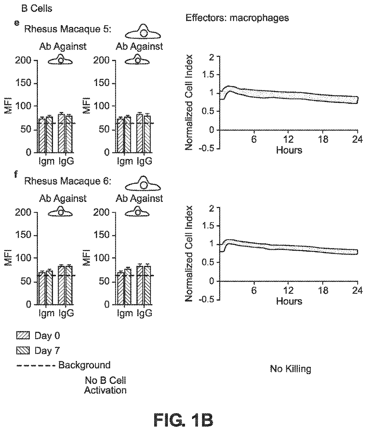 BLOOD TYPE O Rh- HYPO-IMMUNOGENIC PLURIPOTENT CELLS