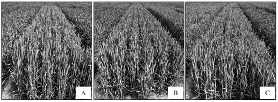 A molecular marker and its application for rapid detection of high-yielding genes in Thiopyrum elongatum