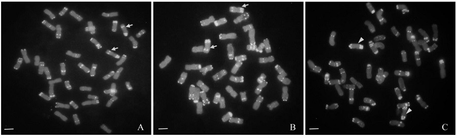 A molecular marker and its application for rapid detection of high-yielding genes in Thiopyrum elongatum