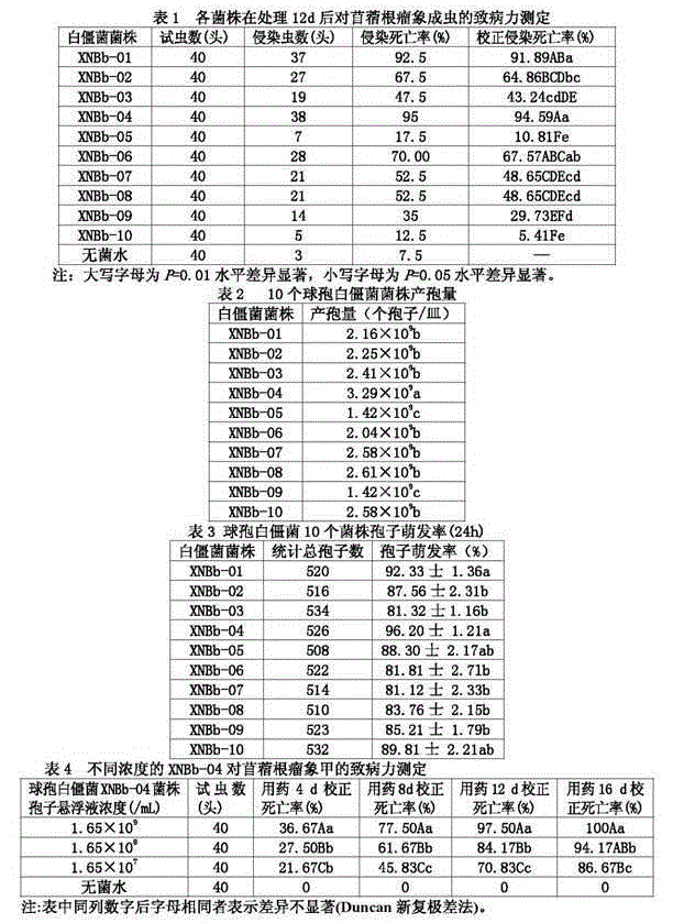 Beauveria bassiana XNBb-04 strain and culture method thereof