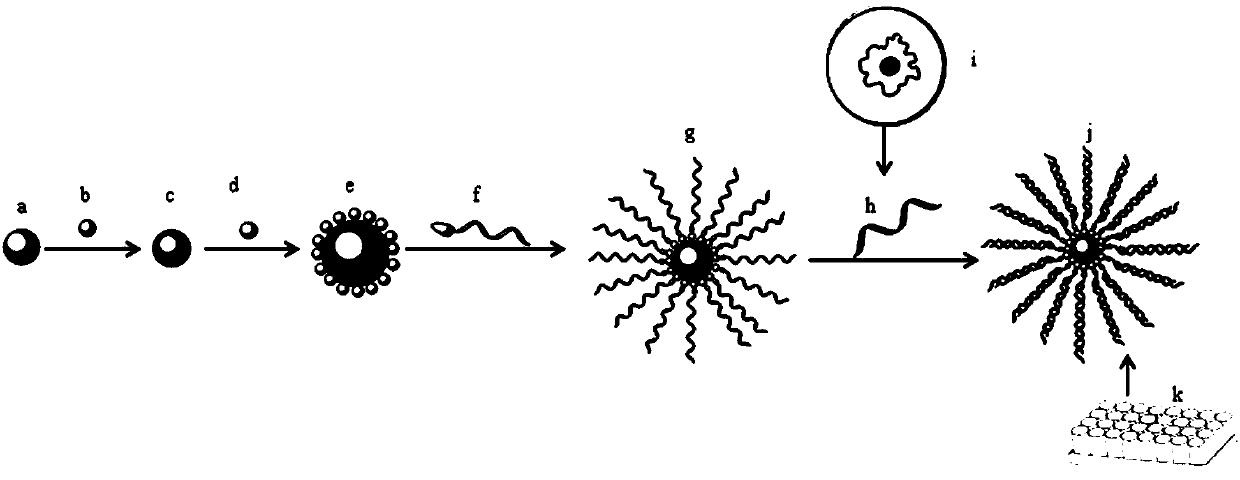 Hepatitis B covalently closed circular DNA magnetic trapping technique