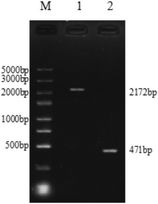 Establishment method of cLYZ/hTLF double-antibacterial gene recombinant adenovirus, and recombinant adenovirus and application thereof