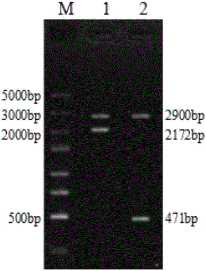 Establishment method of cLYZ/hTLF double-antibacterial gene recombinant adenovirus, and recombinant adenovirus and application thereof