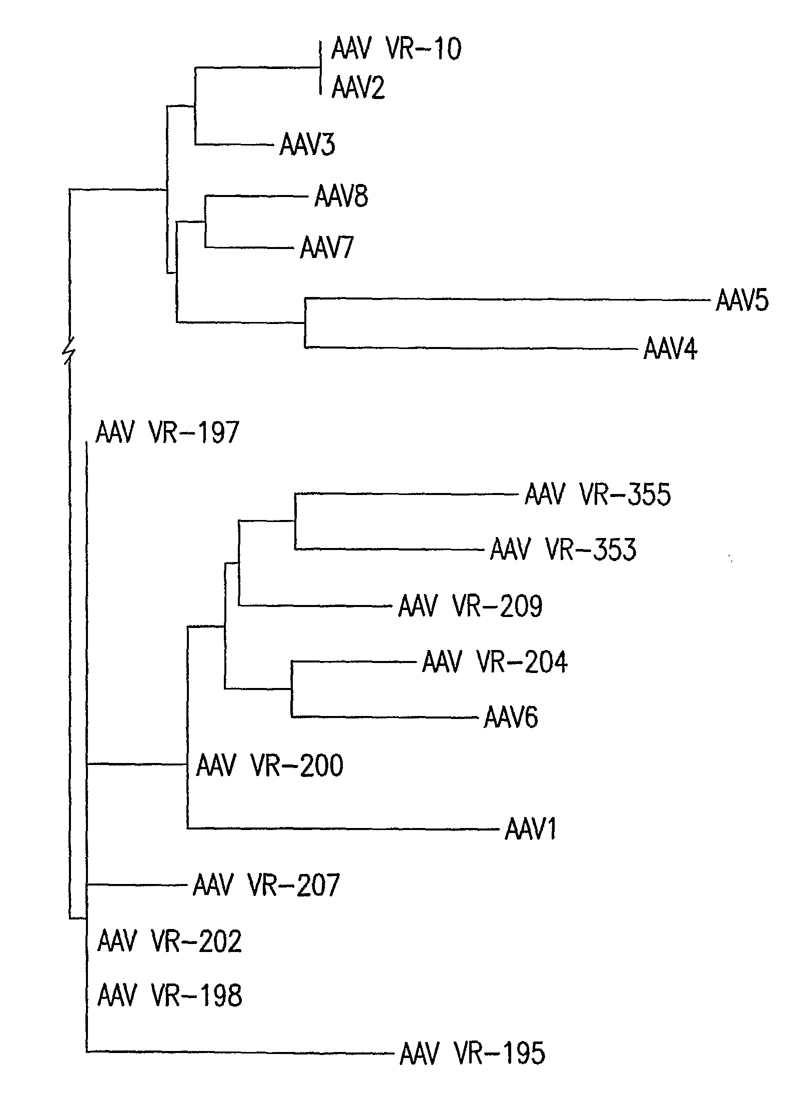 Isolation, cloning and characterization of new adeno-associated virus (AAV) serotypes