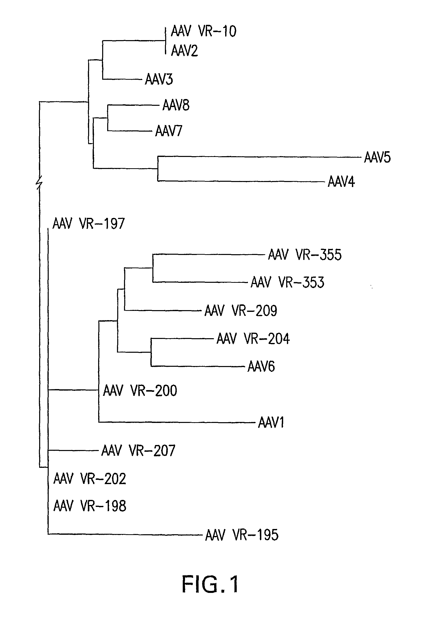 Isolation, cloning and characterization of new adeno-associated virus (AAV) serotypes