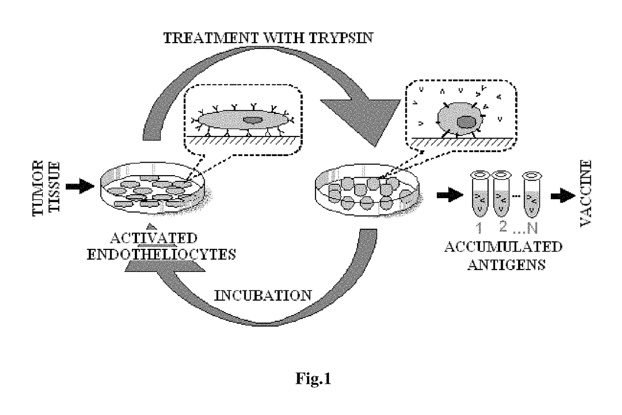 Method for producing an antitumoral vaccine based on surface endothelial cell antigens