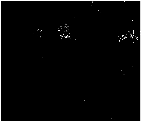 Preparation method of caky-structure nano zinc oxide material