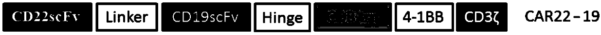 Chimeric antigen receptor, gene of chimeric antigen receptor, recombinant expression vector of chimeric antigen receptor, CD22-CD19 double-targeting T cell and application of cell