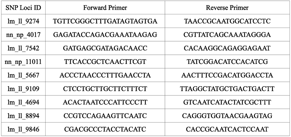 Method for screening SNP markers of Liriodendron genome