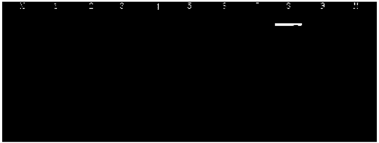 Method for screening SNP markers of Liriodendron genome