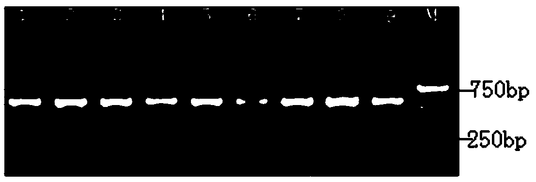 Method for screening SNP markers of Liriodendron genome