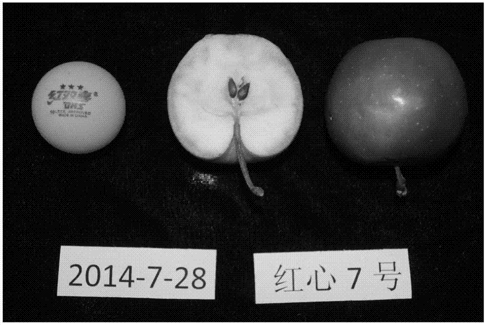 Multi-source quality breeding method for fruit trees