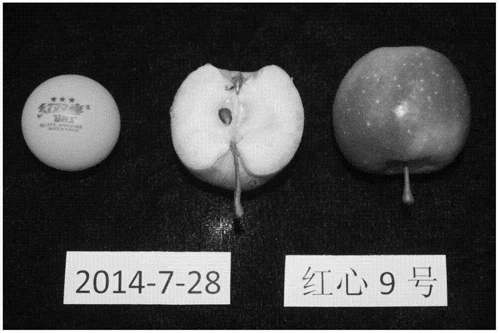 Multi-source quality breeding method for fruit trees