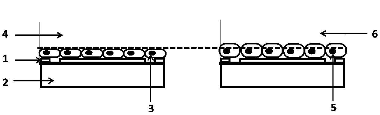 Terahertz wave technology-based unmarked aquaporin function assessment method