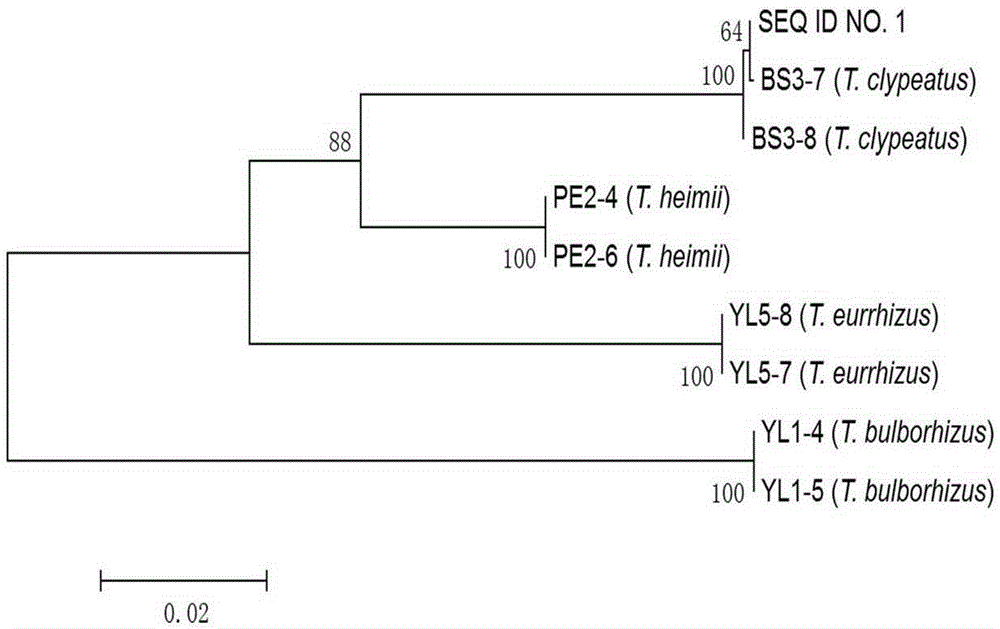 DNA (deoxyribonucleic acid) barcode reference gene of termitomyces clypeatus and application of DNA barcode reference gene of termitomyces clypeatus